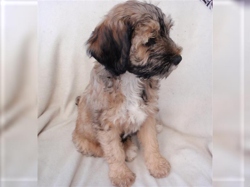 Tibet-Terrier-Welpen