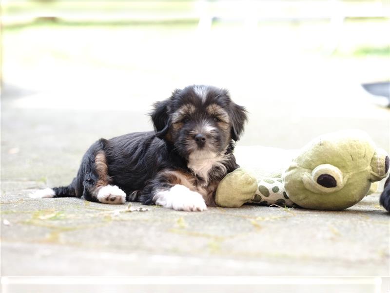 Tibet Terrier Rüde  Tricolor geb. 28.07.24