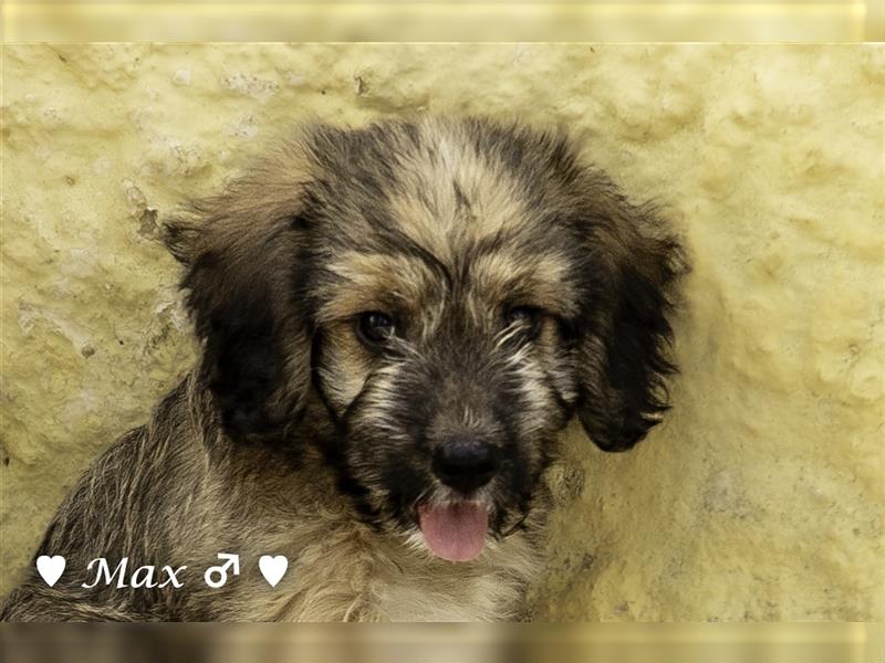 Max und Moritz  - Tibet Terrier Mischlinge suchen ein Zuhause