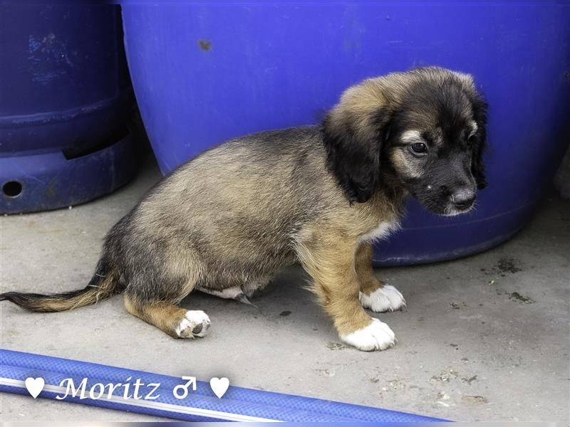 Max und Moritz  - Tibet Terrier Mischlinge suchen ein Zuhause