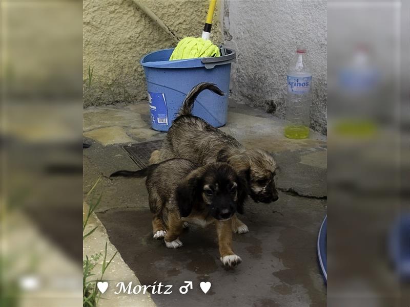 Max und Moritz  - Tibet Terrier Mischlinge suchen ein Zuhause