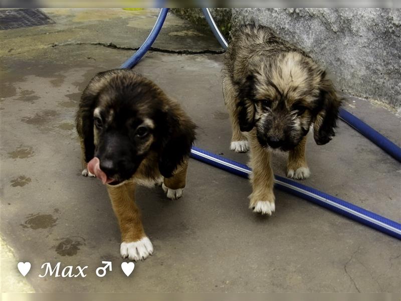 Max und Moritz  - Tibet Terrier Mischlinge suchen ein Zuhause