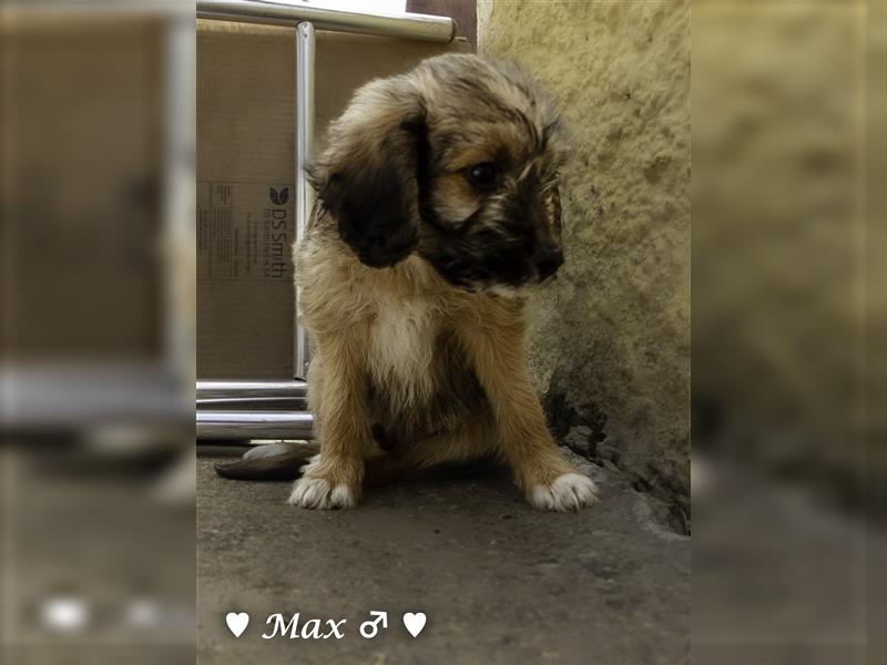 Max und Moritz  - Tibet Terrier Mischlinge suchen ein Zuhause