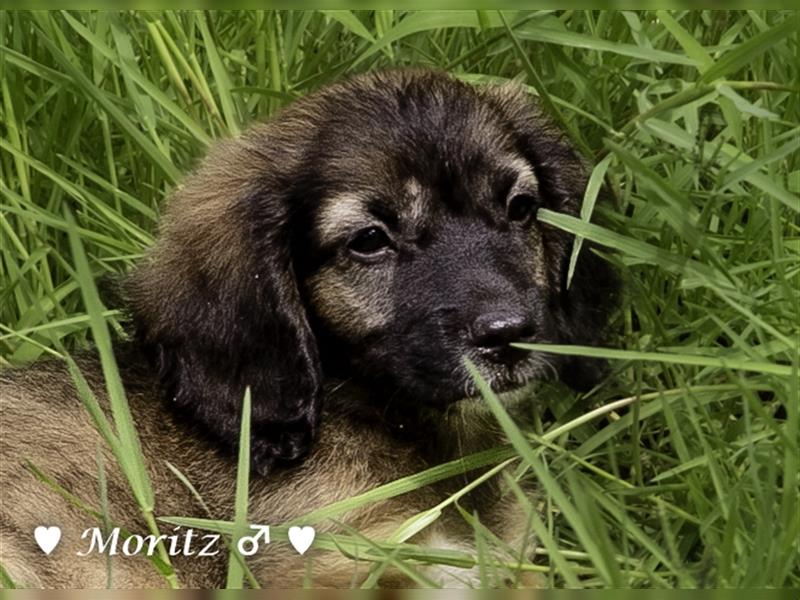 Max und Moritz  - Tibet Terrier Mischlinge suchen ein Zuhause