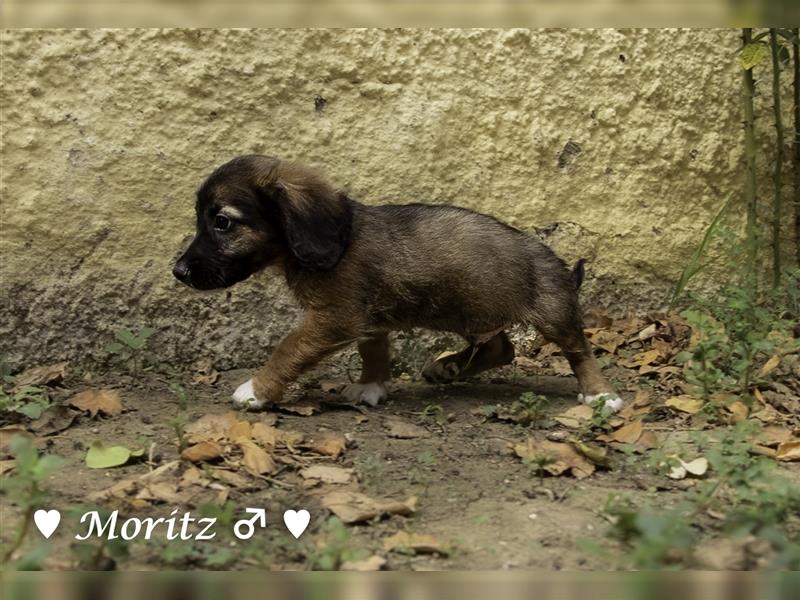 Max und Moritz  - Tibet Terrier Mischlinge suchen ein Zuhause