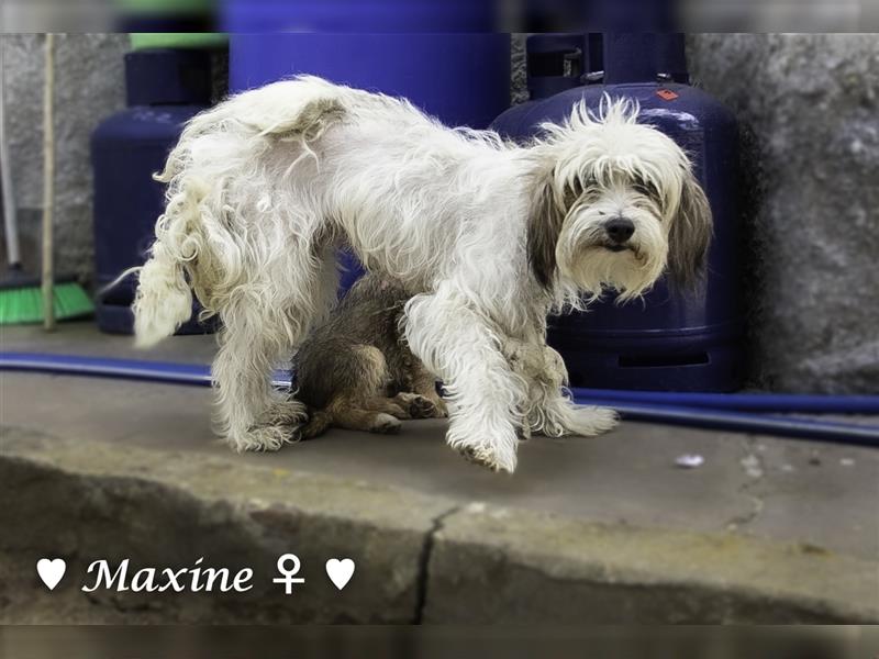 Max und Moritz  - Tibet Terrier Mischlinge suchen ein Zuhause