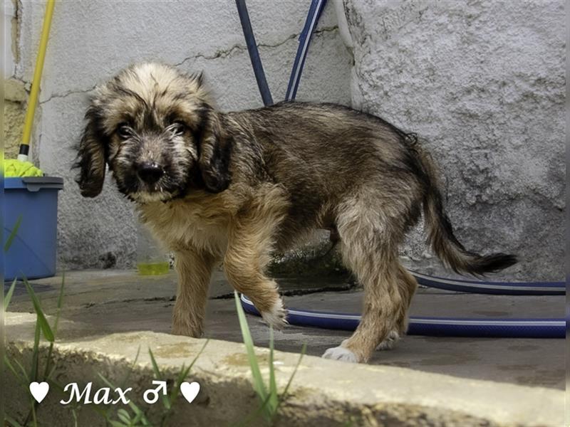 Max und Moritz  - Tibet Terrier Mischlinge suchen ein Zuhause