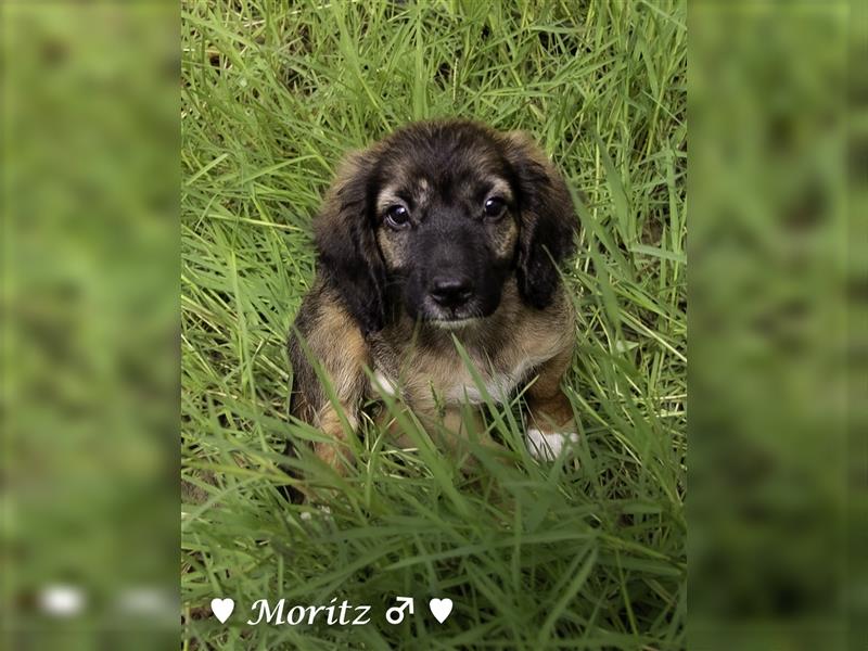 Max und Moritz  - Tibet Terrier Mischlinge suchen ein Zuhause