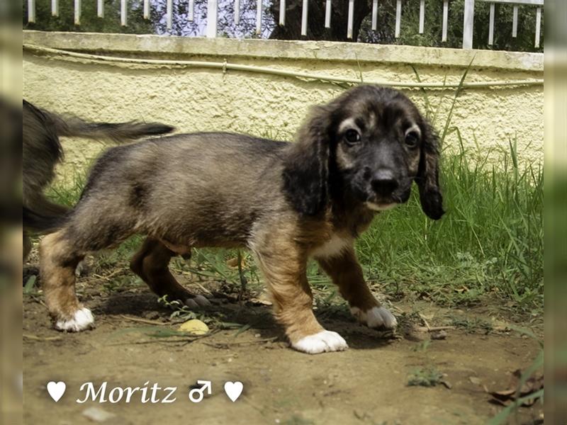 Max und Moritz  - Tibet Terrier Mischlinge suchen ein Zuhause