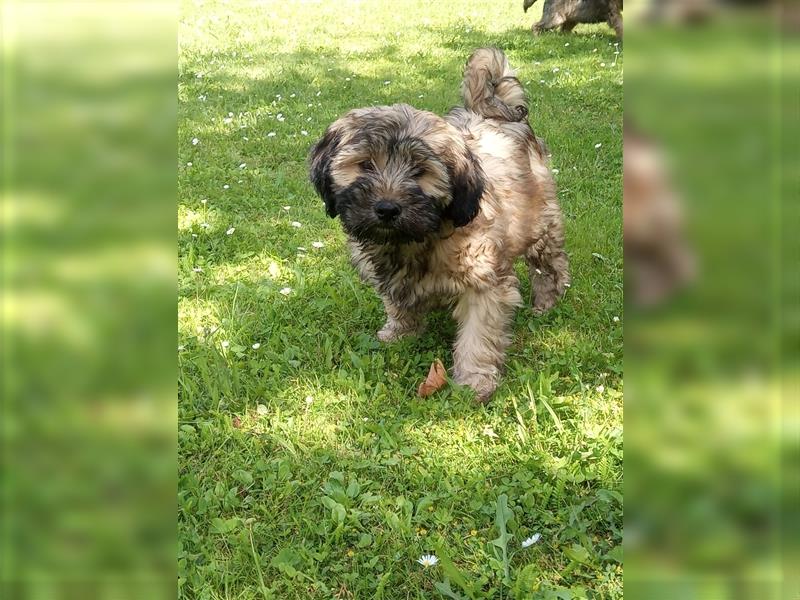 Tibet Terrier Welpen