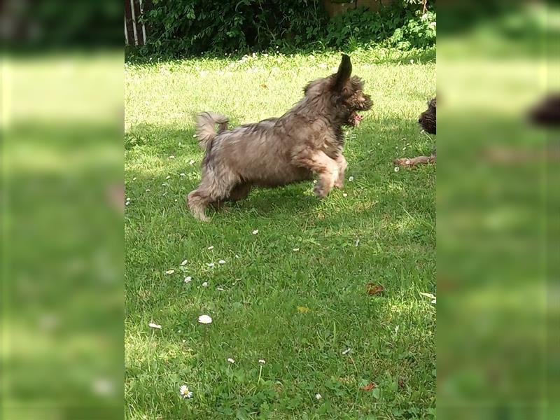 Tibet Terrier Welpen