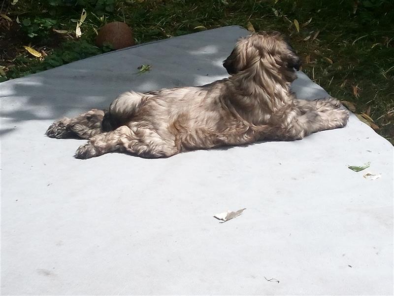 Tibet Terrier Welpen