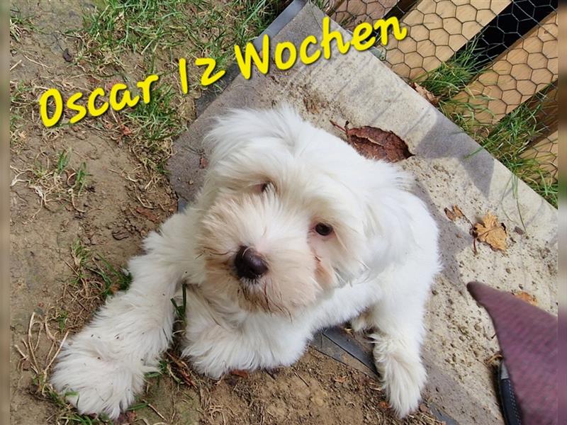 Wunderschöner reinrassiger Tibet Terrier Welpe