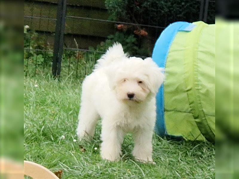 Wunderschöner reinrassiger Tibet Terrier Welpe