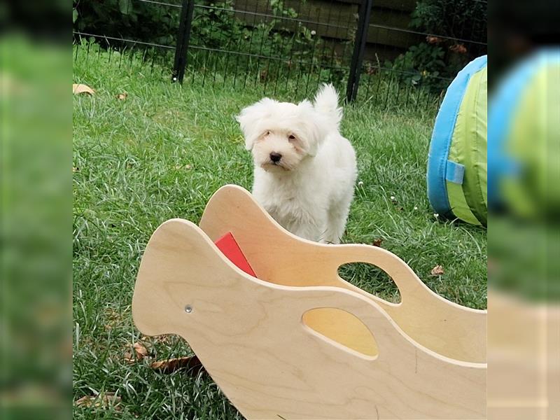 Wunderschöner reinrassiger Tibet Terrier Welpe