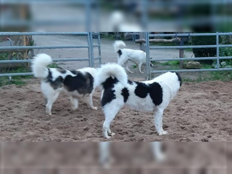 Tornjak Welpen, Herdenschutzhunde, Kroatischer Schäferhund