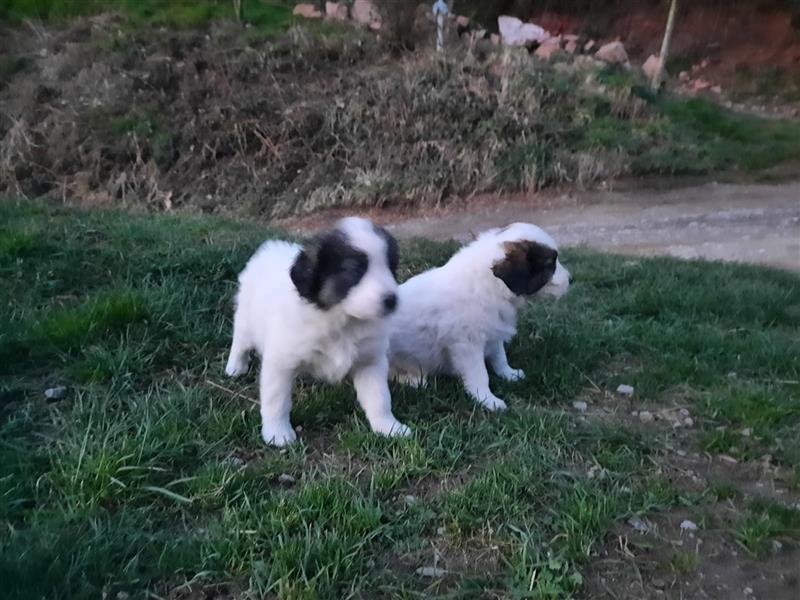 Tornjak Welpen, Herdenschutzhunde, Kroatischer Schäferhund