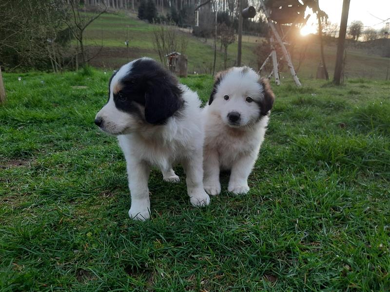 Tornjak Welpen, Herdenschutzhunde, Kroatischer Schäferhund