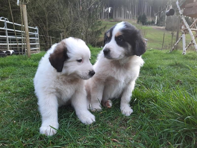 Tornjak Welpen, Herdenschutzhunde, Kroatischer Schäferhund