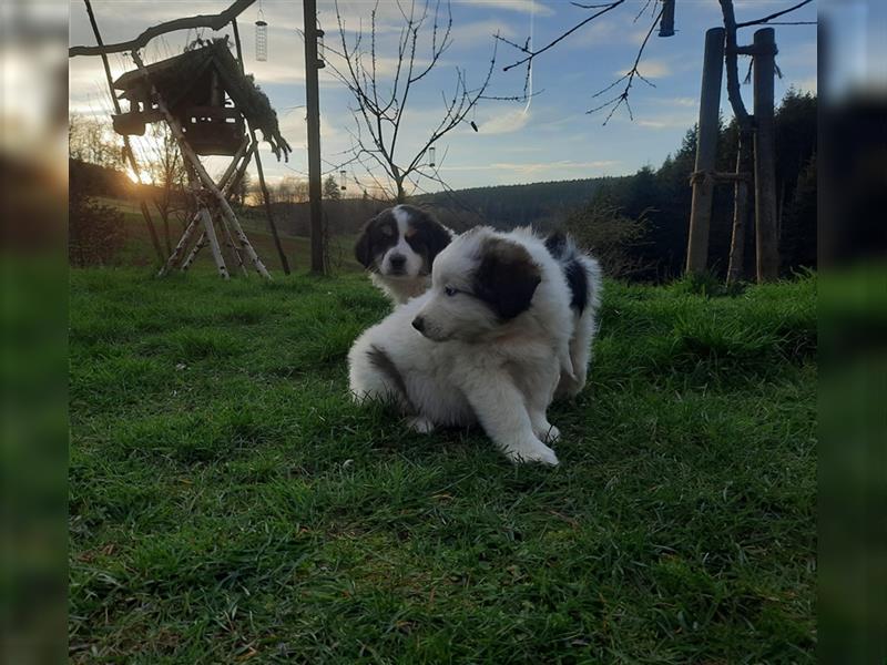 Tornjak Welpen, Herdenschutzhunde, Kroatischer Schäferhund