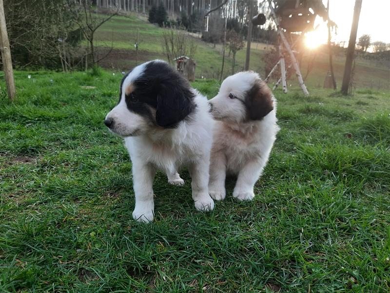 Tornjak Welpen, Herdenschutzhunde, Kroatischer Schäferhund