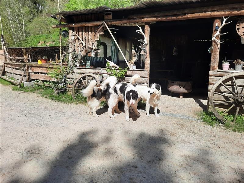 Tornjak Welpen, Herdenschutzhunde, Kroatischer Schäferhund