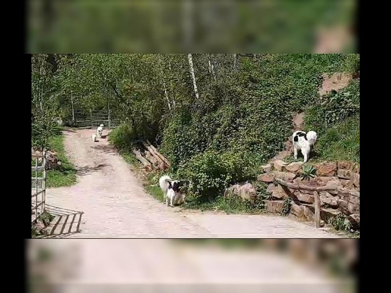 Tornjak Welpen, Herdenschutzhunde, Kroatischer Schäferhund