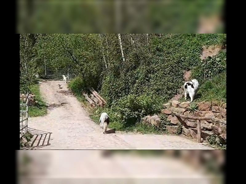 Tornjak Welpen, Herdenschutzhunde, Kroatischer Schäferhund