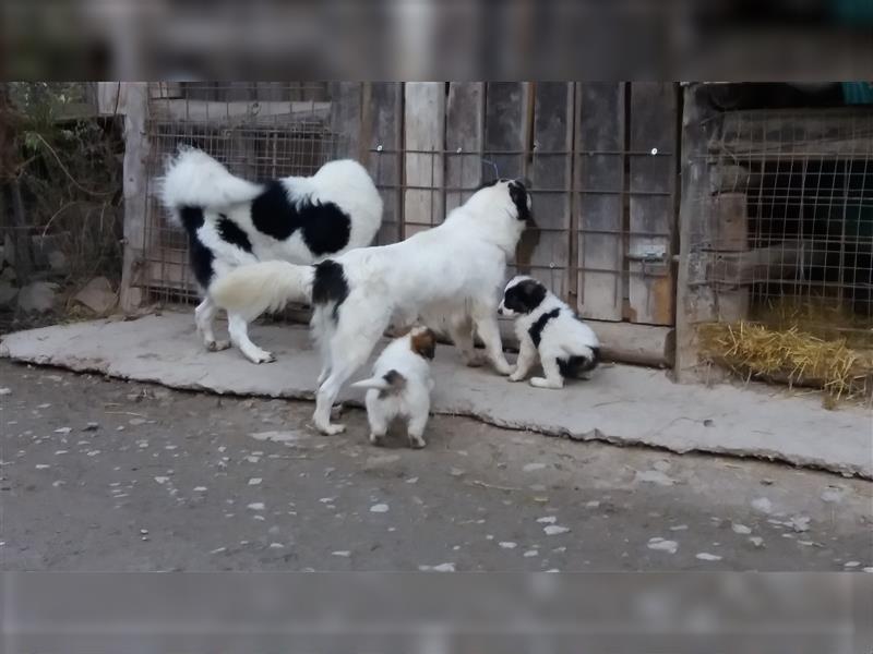 Tornjak Welpen, Herdenschutzhunde, Kroatischer Schäferhund