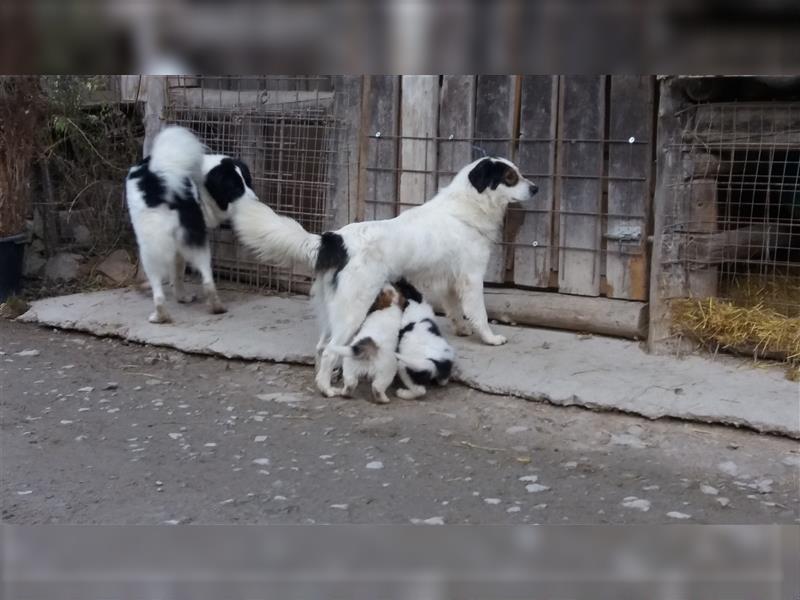 Tornjak Welpen, Herdenschutzhunde, Kroatischer Schäferhund