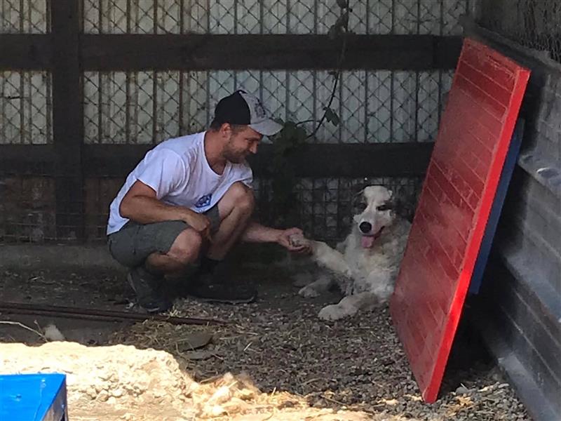 HERO - vorsichtiger und umsichtiger Rüde sucht Menschen mit Hundeerfahrung