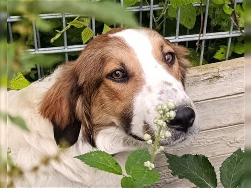 Rüde ♥Amon♥ braucht Liebe und Erfahrung