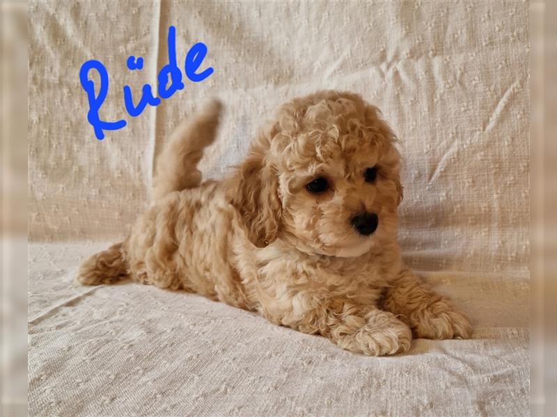 Toy Pudel - Bichon Friese Welpe