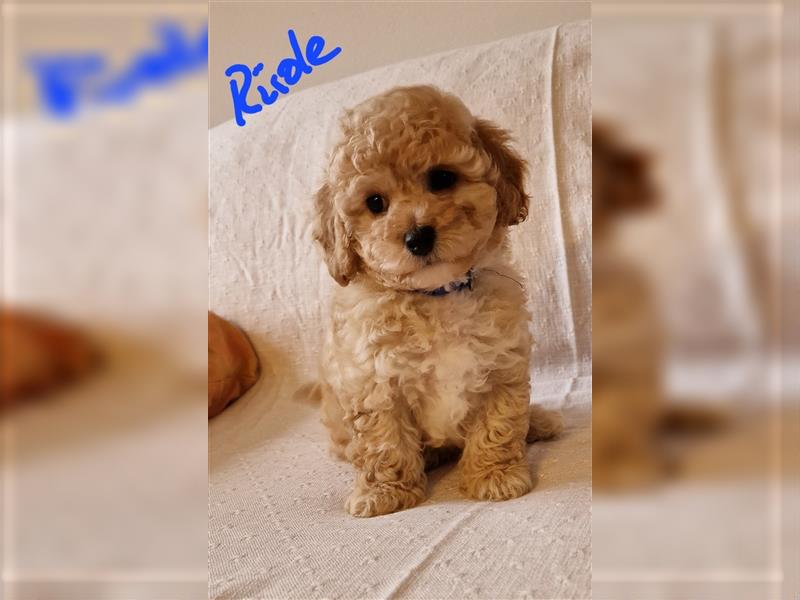 Toy Pudel - Bichon Friese Welpe