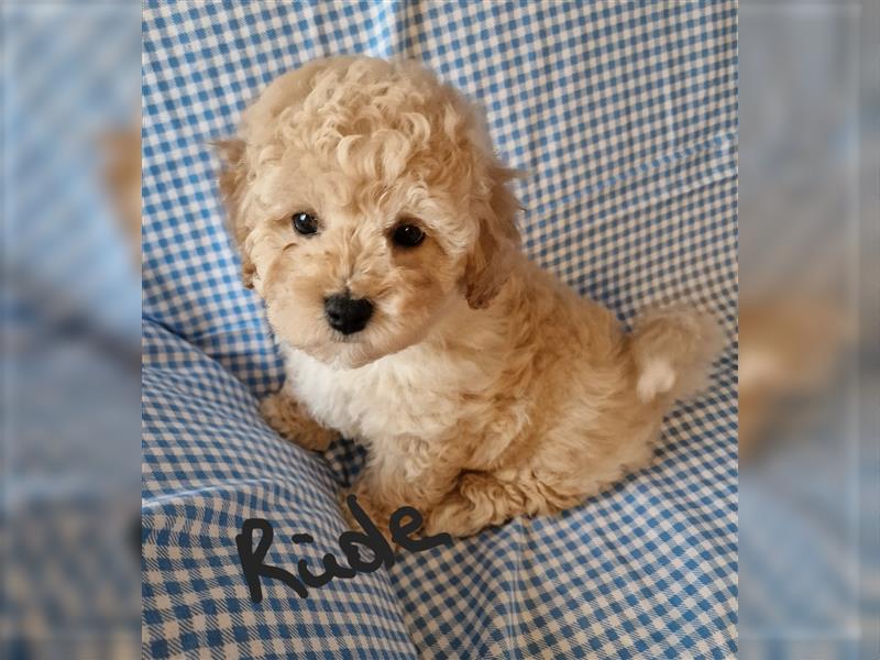 Toy Pudel - Bichon Friese Welpe