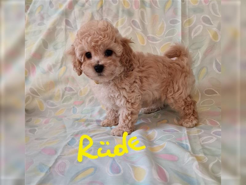 Toy Pudel - Bichon Friese Welpe