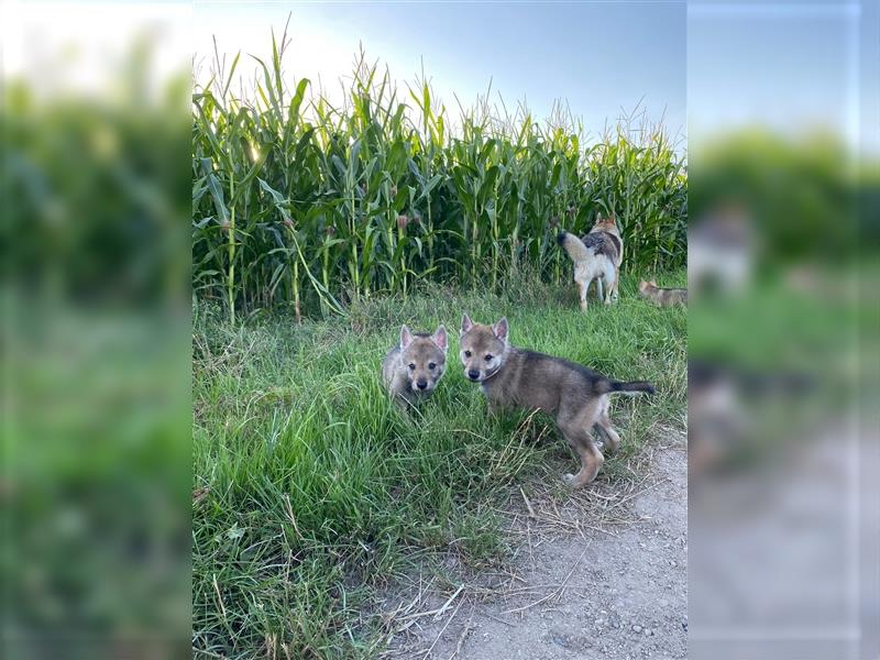 Tschechoslowakischer Wolfhund