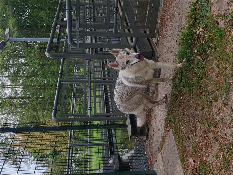 Tschechoslowakischer Wolfhund