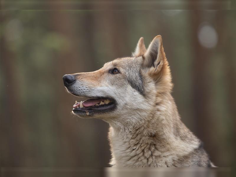 Tschechoslowakische Wolfshundwelpen mit FCI-Ahnentafel in Poland