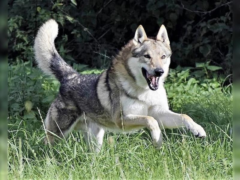 Tschechoslowakische Wolfshundwelpen mit FCI-Ahnentafel in Poland