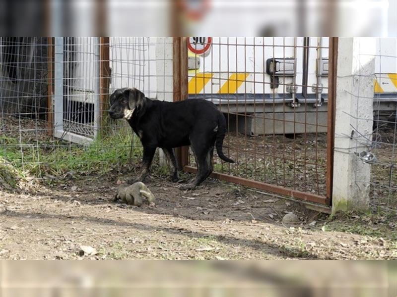 Sheila-LM, will die perfekte Familienhündin werden