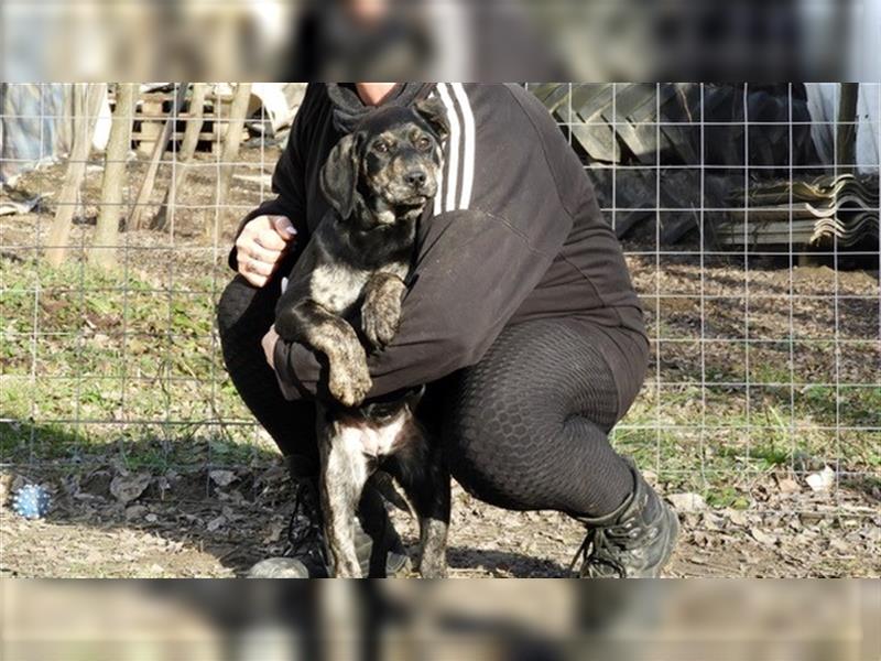 Sheila-LM, will die perfekte Familienhündin werden