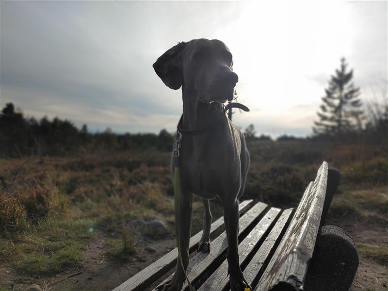 Weimaraner Welpen vom Zwinger Spirit-of-Eywa