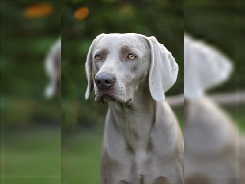 Weimaraner Welpen vom Zwinger Spirit-of-Eywa