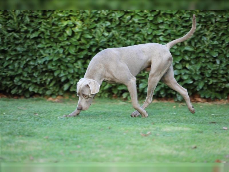 Weimaraner Welpen vom Zwinger Spirit-of-Eywa