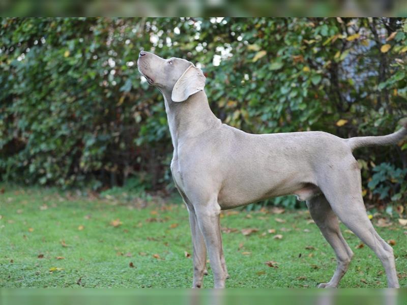 Weimaraner Welpen vom Zwinger Spirit-of-Eywa