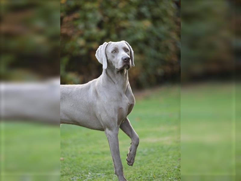 Weimaraner Welpen vom Zwinger Spirit-of-Eywa