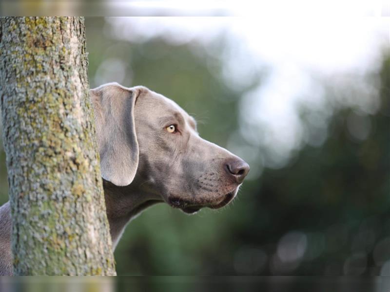 Weimaraner Welpen vom Zwinger Spirit-of-Eywa