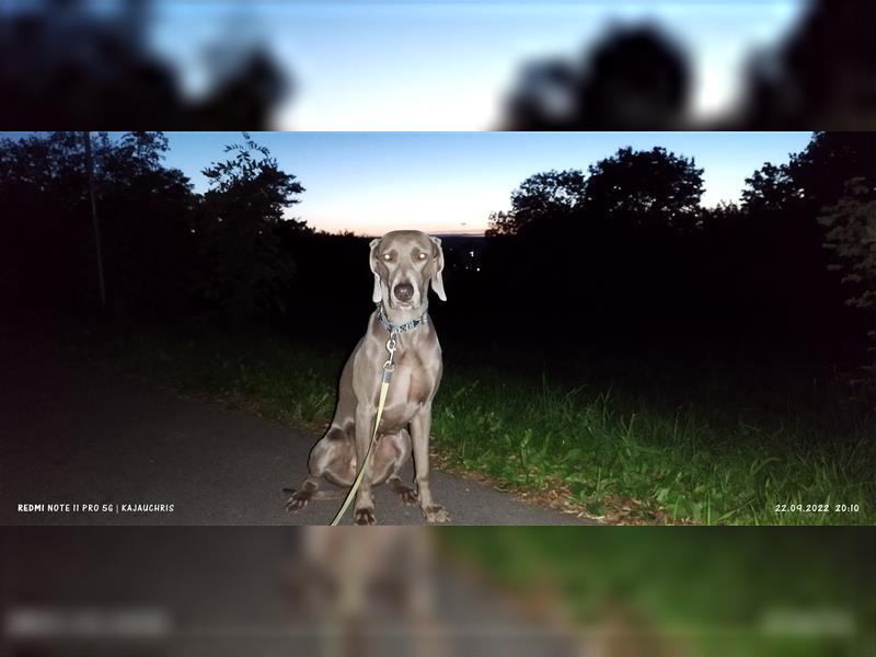 Weimaraner Welpen vom Zwinger Spirit-of-Eywa