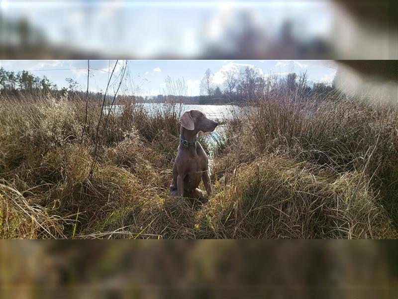 Weimaraner Welpen vom Zwinger Spirit-of-Eywa